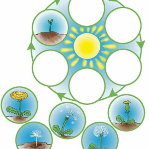 Багваахай цэцгийн аялал Бэлтгэл бүлэг