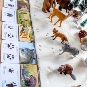 Амьтдын мөрийг мөшгөхүй Бэлтгэл бүлэг